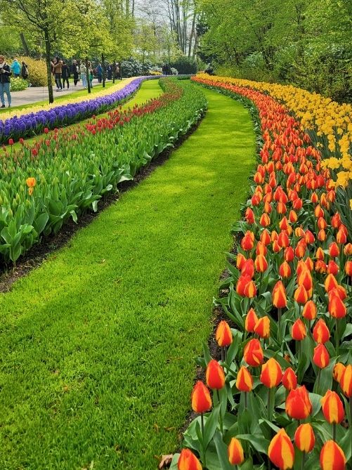 Everything You Need To Know To Visit Keukenhof Gardens In 2026